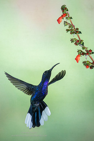 Violet Saberwing